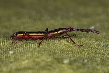 Adult Straight-snouted Weevil