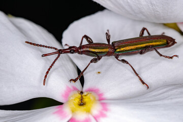 Adult Straight-snouted Weevil