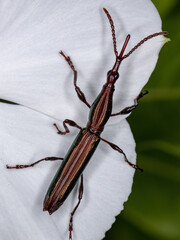Adult Straight-snouted Weevil