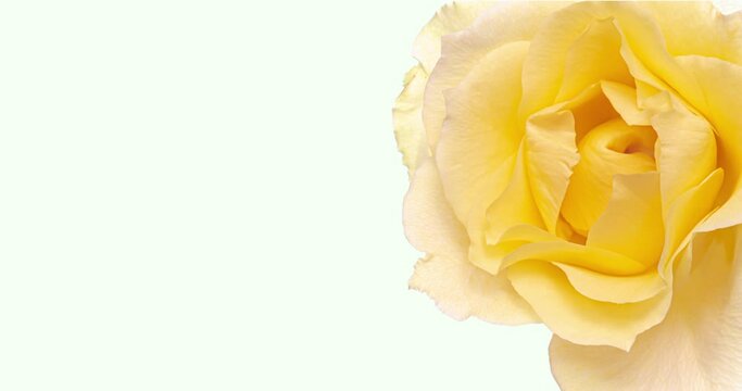 Beautiful opening yellow rose on pink background. Wedding, Valentines Day, Mothers Day concept. Holiday, love, birthday design backdrop with place for text or image. Congratulation banner.