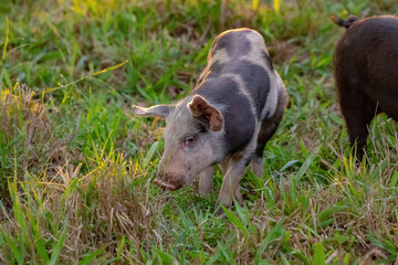 Pig raised in an outdoor pigsty
