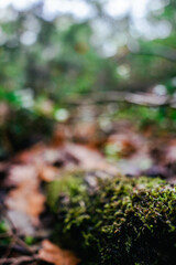 Beautiful nature view of green leaf on blurred greenery background in garden and sunlight with copy space using as background natural green plants landscape, ecology, fresh wallpaper concept.