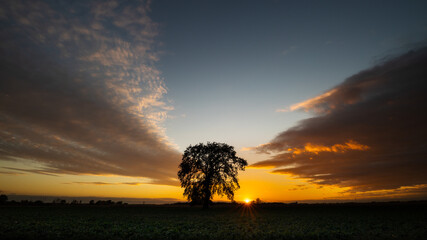 Fototapeta na wymiar drzewo dąb o zachodzie słońca