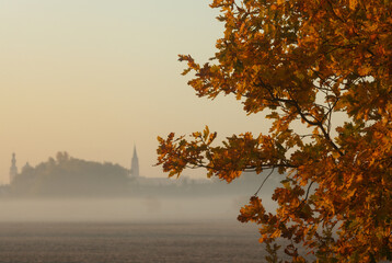 kawałek gałęzi i oława widziana w tle