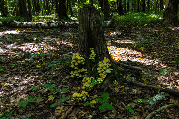 Stump overgrown with yellow mushrooms in the forest