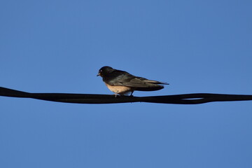 Swallow (Hirundo rustica) on electricity cable with blue sky background
