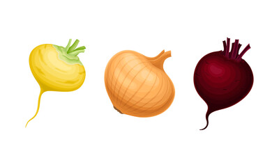Onion Bulb and Beetroot as Ripe Vegetable and Healthy Raw Food Vector Set
