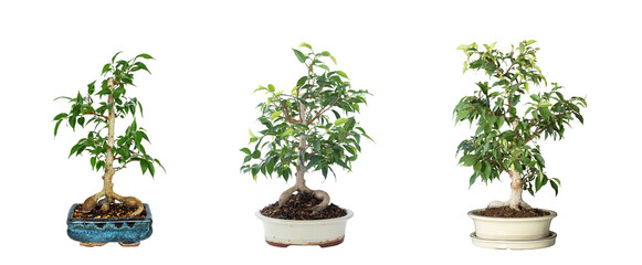 Ficus benjamina bonsai development