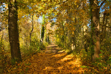 Obraz premium Auwald bei Daubendsand im Esass