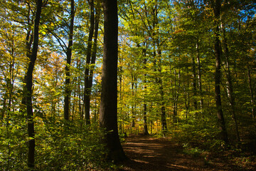 Fototapeta na wymiar Herbstwald in den Vogesen