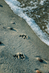 Dog paw prints on a sea beach sand with a wave