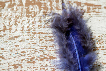 Feather in blue color, macro photo. abstract background.