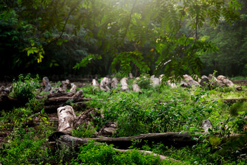 Forest area getting decreased due to humans are cutting trees for resources so our climate has been severely damaged.   