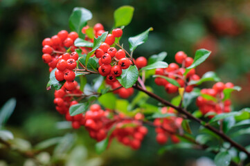 Bright red branch of mountain ash. Close-up of ripe fruits