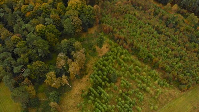Aerial: Autumn in a woodland forest in Thetford, England - tilt up landscape drone shot