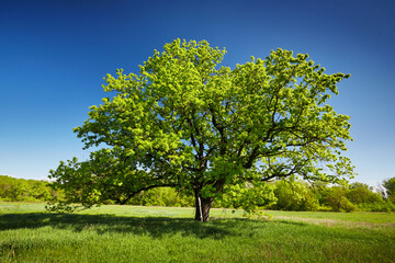 A lonely large oak tree with green leaves
