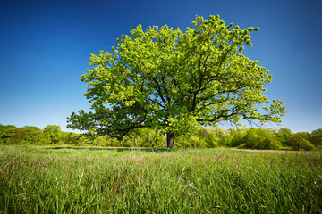 Fototapeta na wymiar A lonely large oak tree with green leaves
