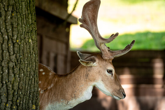 Portrait of young fallow deer with brown fur and white spots behind the tree 
