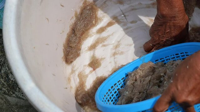 The fisherman used her hand to collect group of fresh Krill or Opossum shrimp into plastic bag, Plankton that fishermen trap for cooking in Thailand	