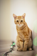 Beautiful young orange tabby cat plays with decor with Christmas lights, holiday home eve decoration