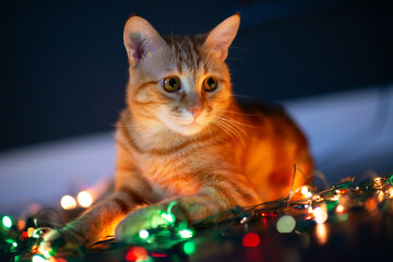 Beautiful young orange tabby cat plays with decor with Christmas lights, holiday home eve decoration