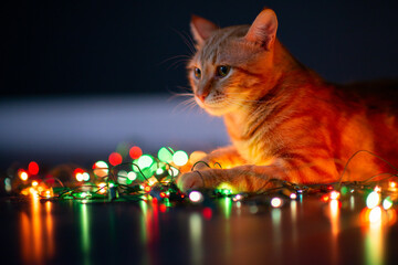 Beautiful young orange tabby cat plays with decor with Christmas lights, holiday home eve decoration