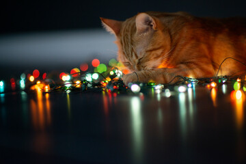 Beautiful young orange tabby cat plays with decor with Christmas lights, holiday home eve decoration