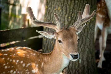 Naklejka na ściany i meble Fallow deer with horns poses for the camera
