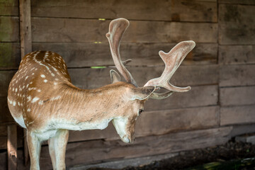 Fallow deer stands in the stall and turns its head to the side 