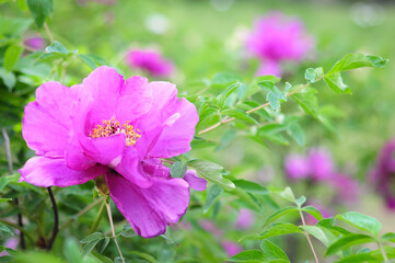 Bright pink peony flower on a green blurred background. Landscape garden planning