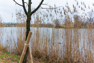 wooden sticks support the young tree so that it grows up