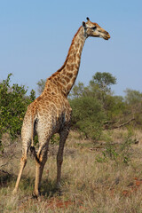 Giraffe / Giraffe / Giraffa camelopardalis