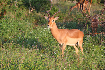 Schwarzfersenantilope / Impala / Aepyceros melampus
