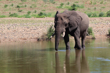 Afrikanischer Elefant / African elephant / Loxodonta africana.