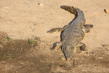 Nilkrokodil / Nile crocodile / Crocodylus niloticus