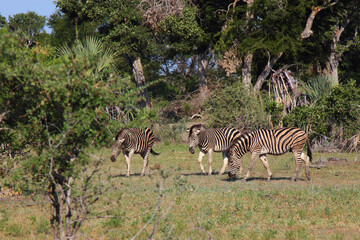 Obraz premium Steppenzebra / Burchell's zebra / Equus burchellii