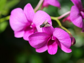 Fototapeta na wymiar The fly on Tropical orchid flower with natural green background, Insect on petal of pink and purple flowers blooming