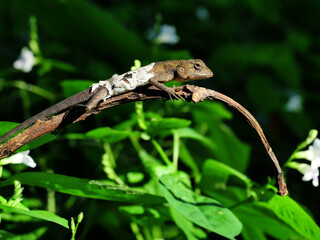 Closeup Molting Oriental garden or Eastern garden or Changeable lizard with  natural green leaves in the background