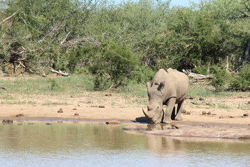 Afrikanischer Elefant und Breitmaulnashorn / African elephant and Square-lipped rhinoceros /...