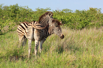 Obraz premium Steppenzebra / Burchell's zebra / Equus burchellii..