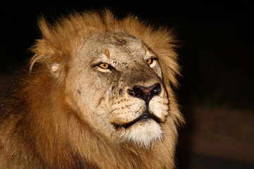 Afrikanischer Löwe / African lion / Panthera leo....