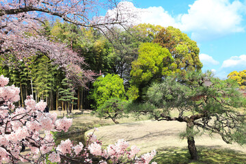 Blooming sakura trees in Koishikawa Korakuen garden, Okayama, Japan