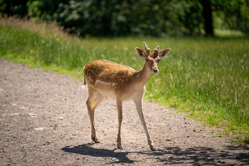 Small young fallow deer with brown fur and white spots is standing on a gravel road in the countryside