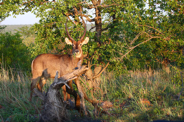 Wasserbock / Waterbuck / Kobus ellipsiprymnus