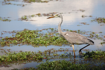 Afrikanischer Graureiher / Grey heron / Ardea cinerea