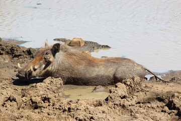 Fototapeta premium Warzenschwein / Warthog / Phacochoerus africanus