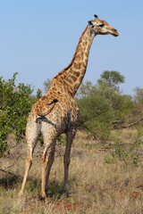 Giraffe / Giraffe / Giraffa camelopardalis