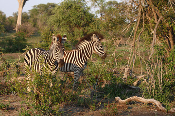 Steppenzebra / Burchell's zebra / Equus burchellii.