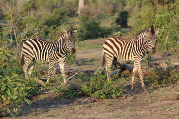 Steppenzebra / Burchell's zebra / Equus burchellii.