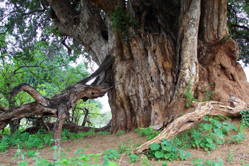 Afrikanischer Busch / African Bush /